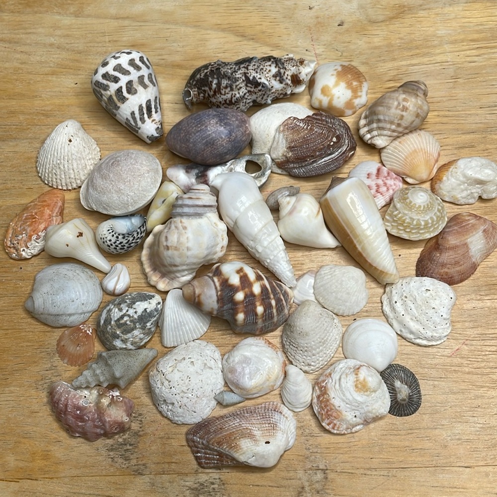 30 sea shells lot